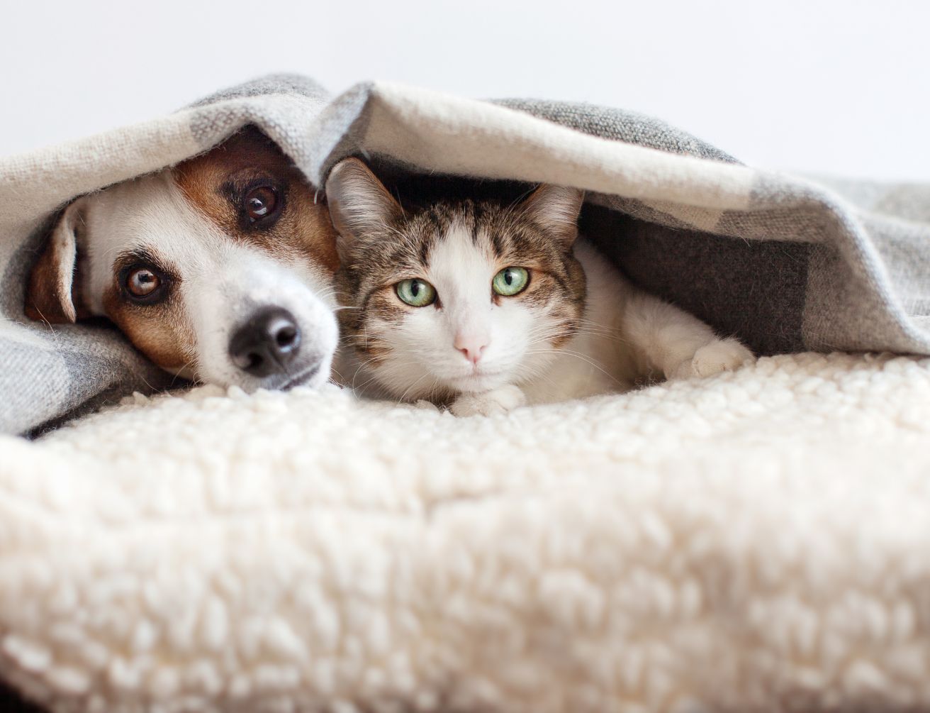 animal calme maison géobiologie comportement chien chat environnement