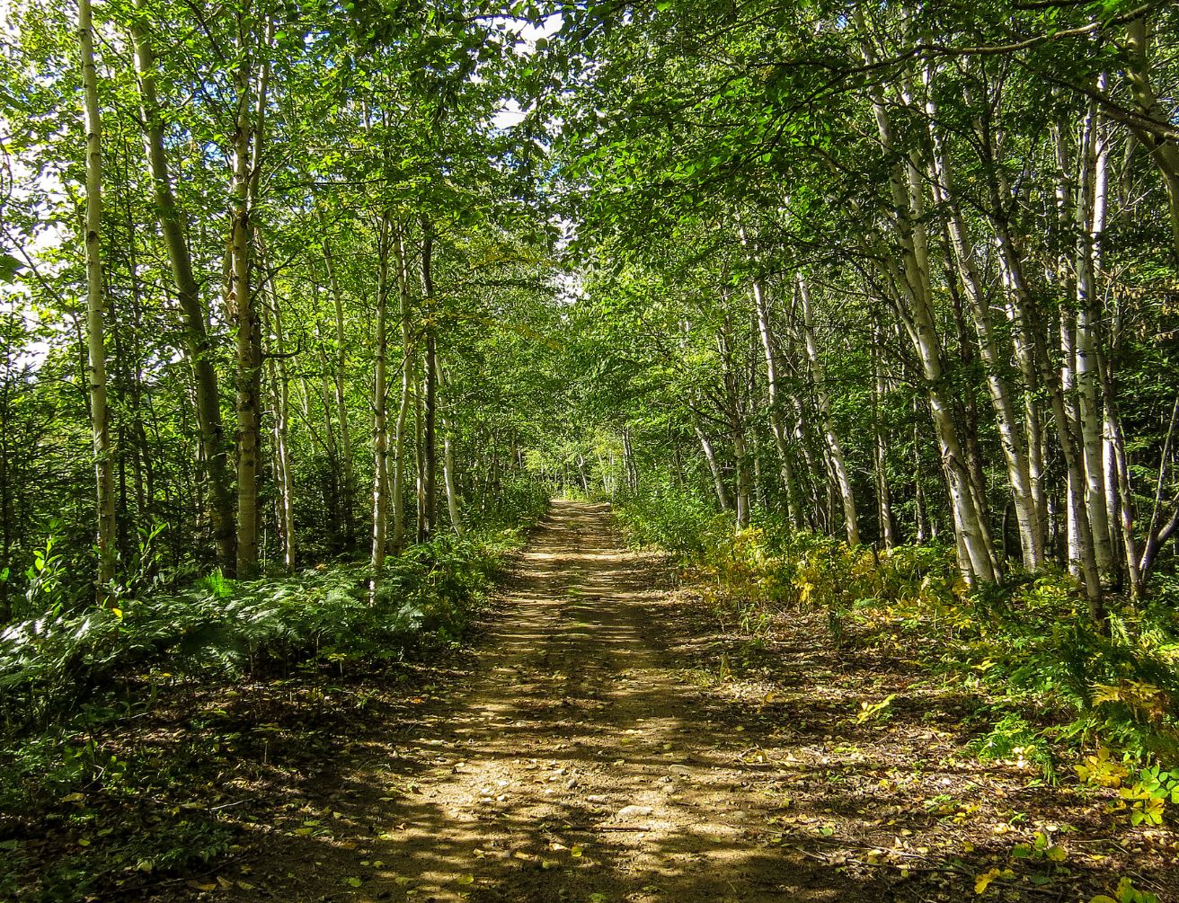 nature équilibre énergie lieu géobiologie harmonie environnement