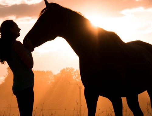 Communication animale : comment se passe une séance ?