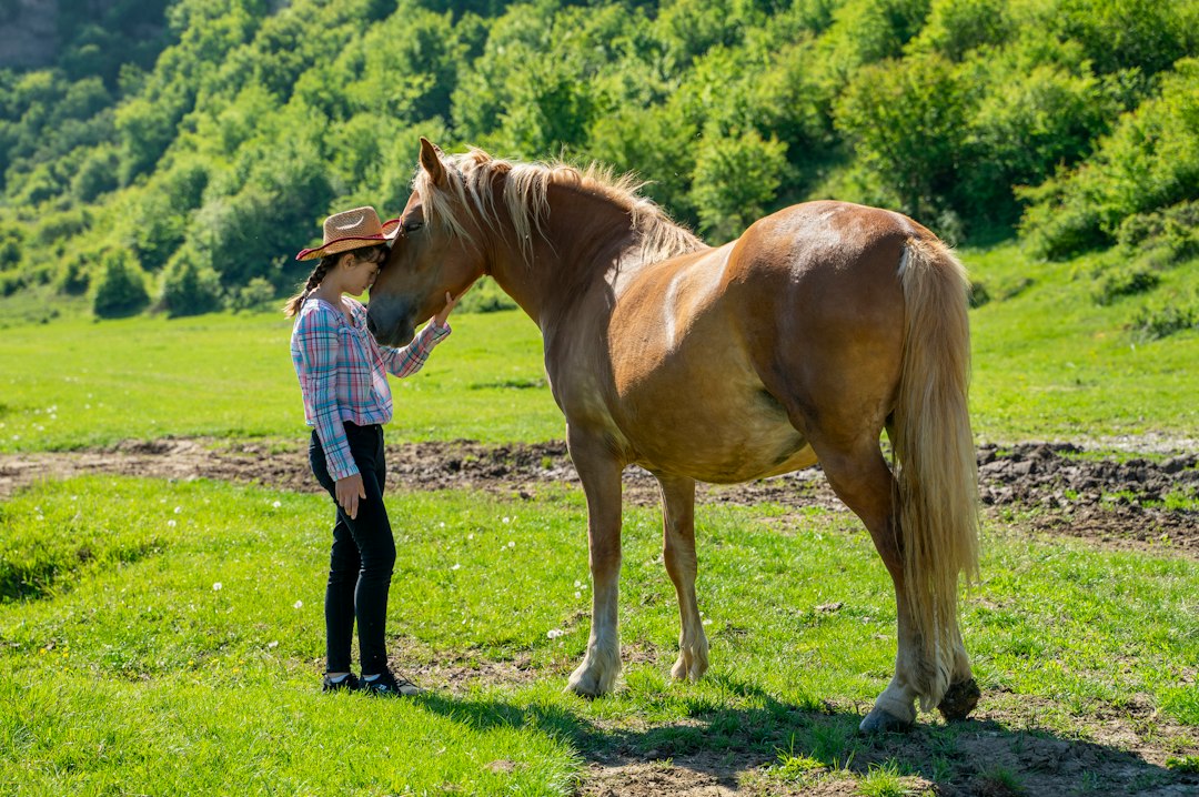 communication-animale-une-personne-pose-doucement-la-main-su Communication animale : une personne pose doucement la main sur un cheval