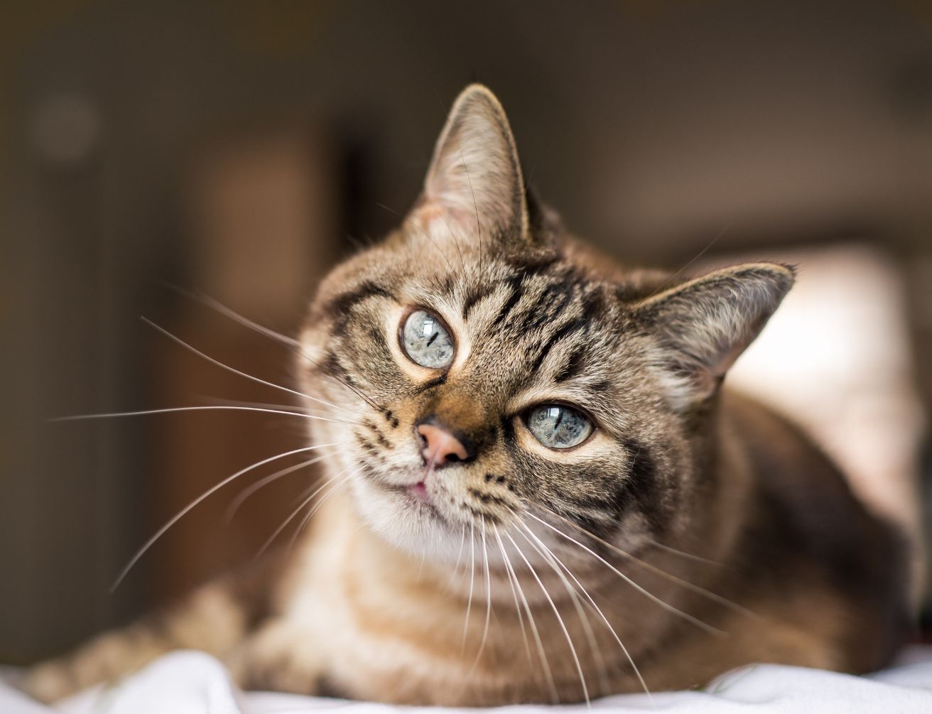 un-chat-se-repose-pres-de-son-humain-en-toute-confiance Un chat se repose près de son humain, en toute confiance
