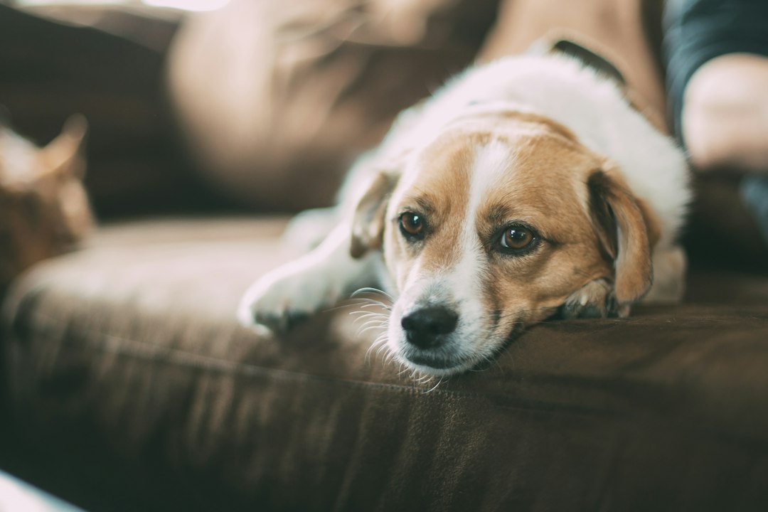 un-chien-allonge-sur-le-canape-le-regard-tourne-vers-son-hum Un chien allongé sur le canapé, le regard tourné vers son humain